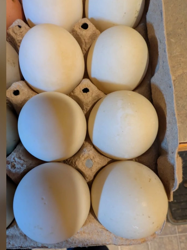 Duck Eggs