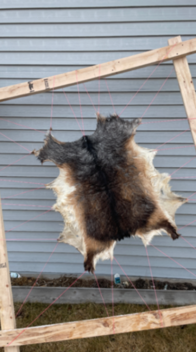 Animal tanning services