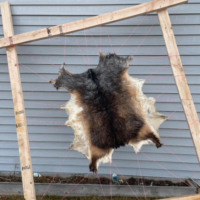 Animal tanning services
