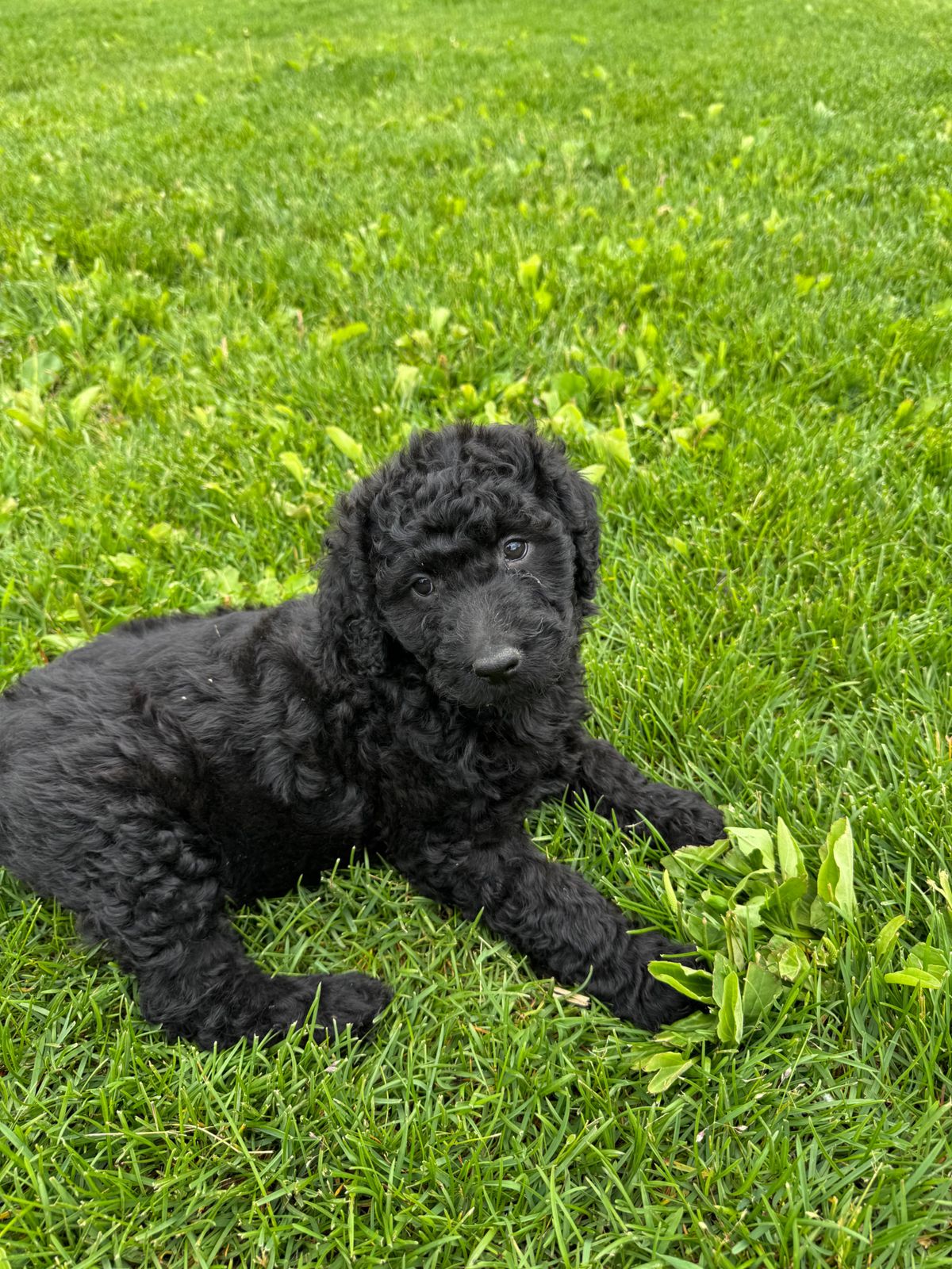 Golden Retriever, Border Collie & Poodle Puppies, 8 Weeks, Palmer