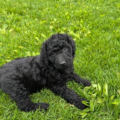 Golden Retriever, Border Collie & Poodle Puppies, 8 Weeks, Palmer