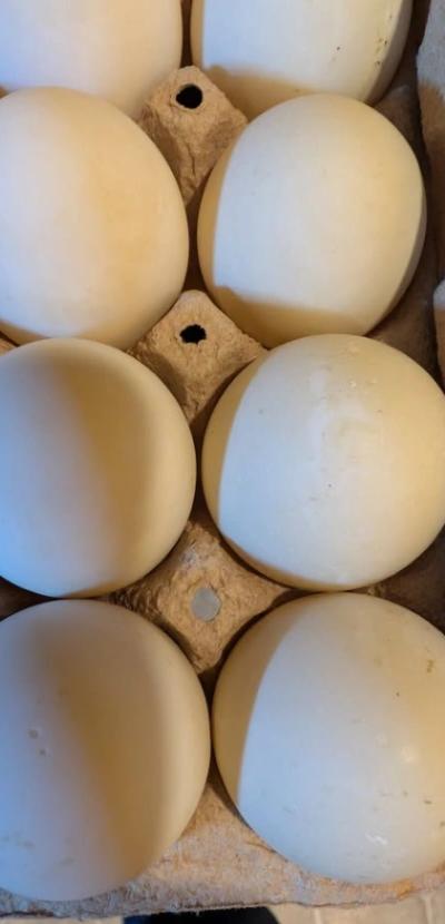 Duck Eggs