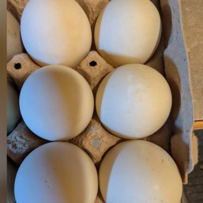 Duck Eggs