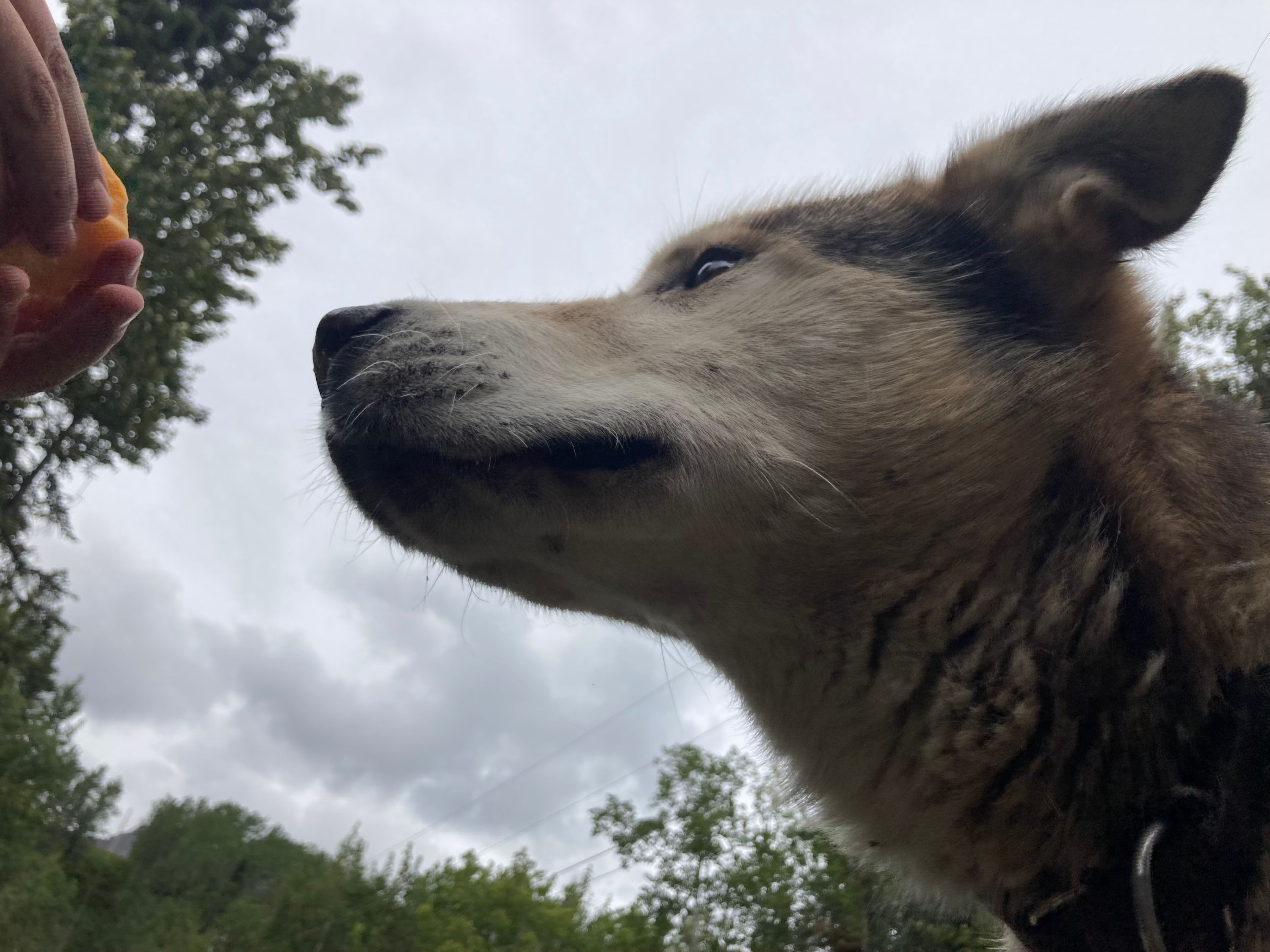 Mackenzie River Husky, 9 Years Old, Loves to Pull