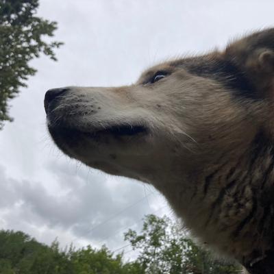 Mackenzie River Husky, 9 Years Old, Loves to Pull