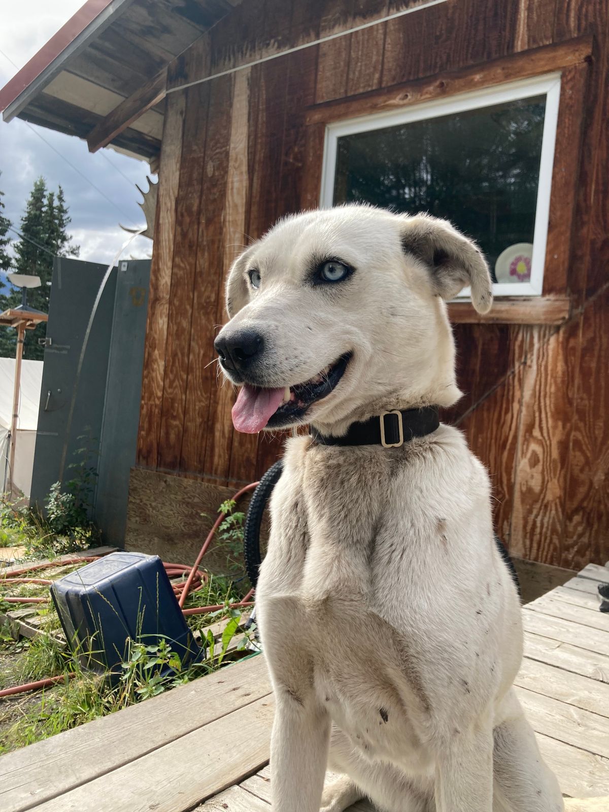 Beautiful 3-Year-Old Mackenzie Husky/Lab Mix - photo 1 of 8