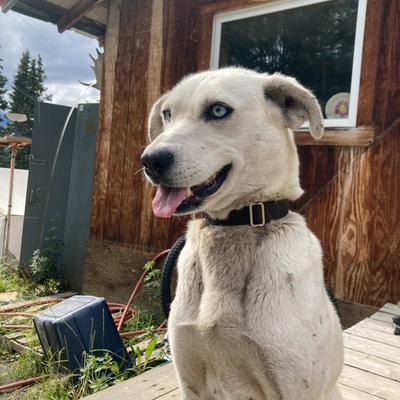 Beautiful 3-Year-Old Mackenzie Husky/Lab Mix