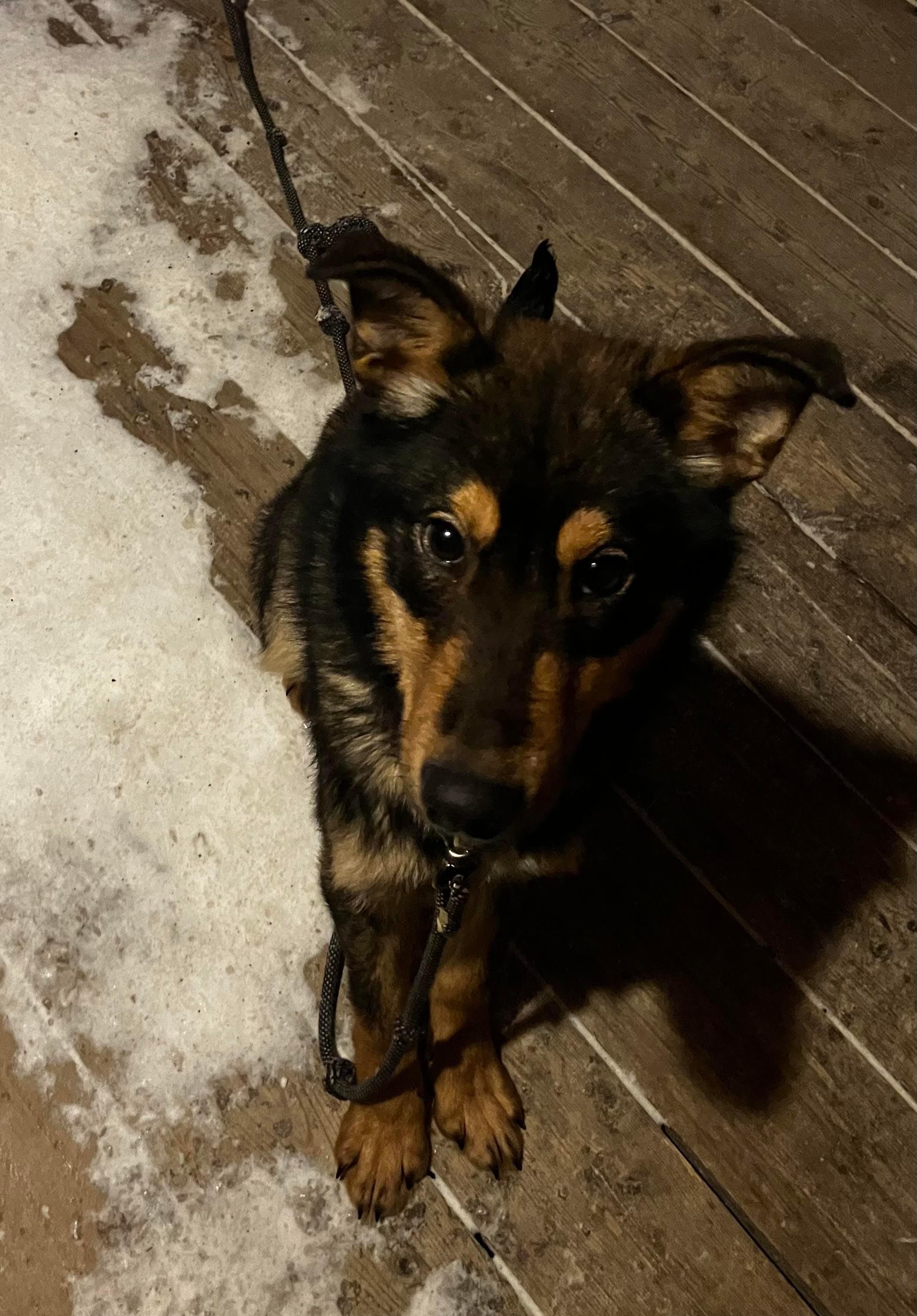 German Shepherd Husky Mix, 3 Years, Great Companion
