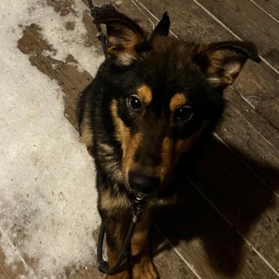 German Shepherd Husky Mix, 3 Years, Great Companion