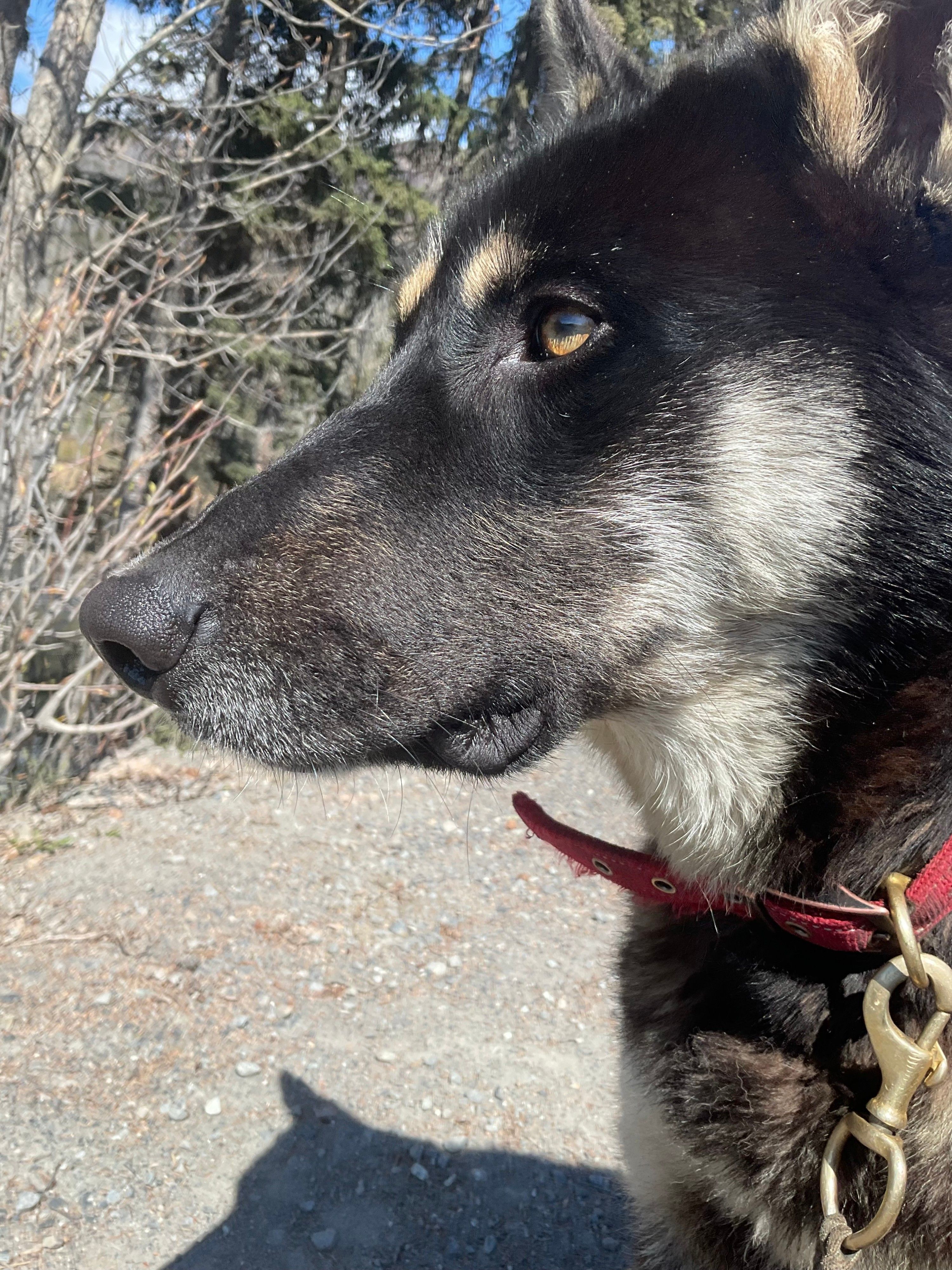 3-Year-Old German Shepherd x Mackenzie River Husky, Gentle Giant