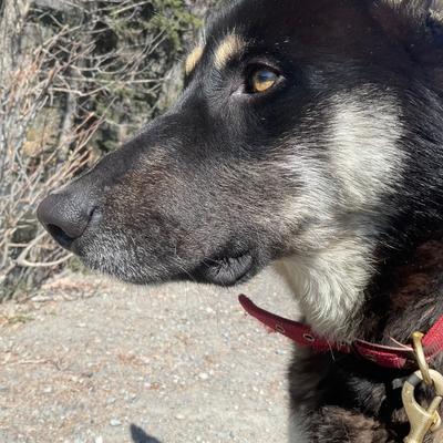 3-Year-Old German Shepherd x Mackenzie River Husky, Gentle Giant