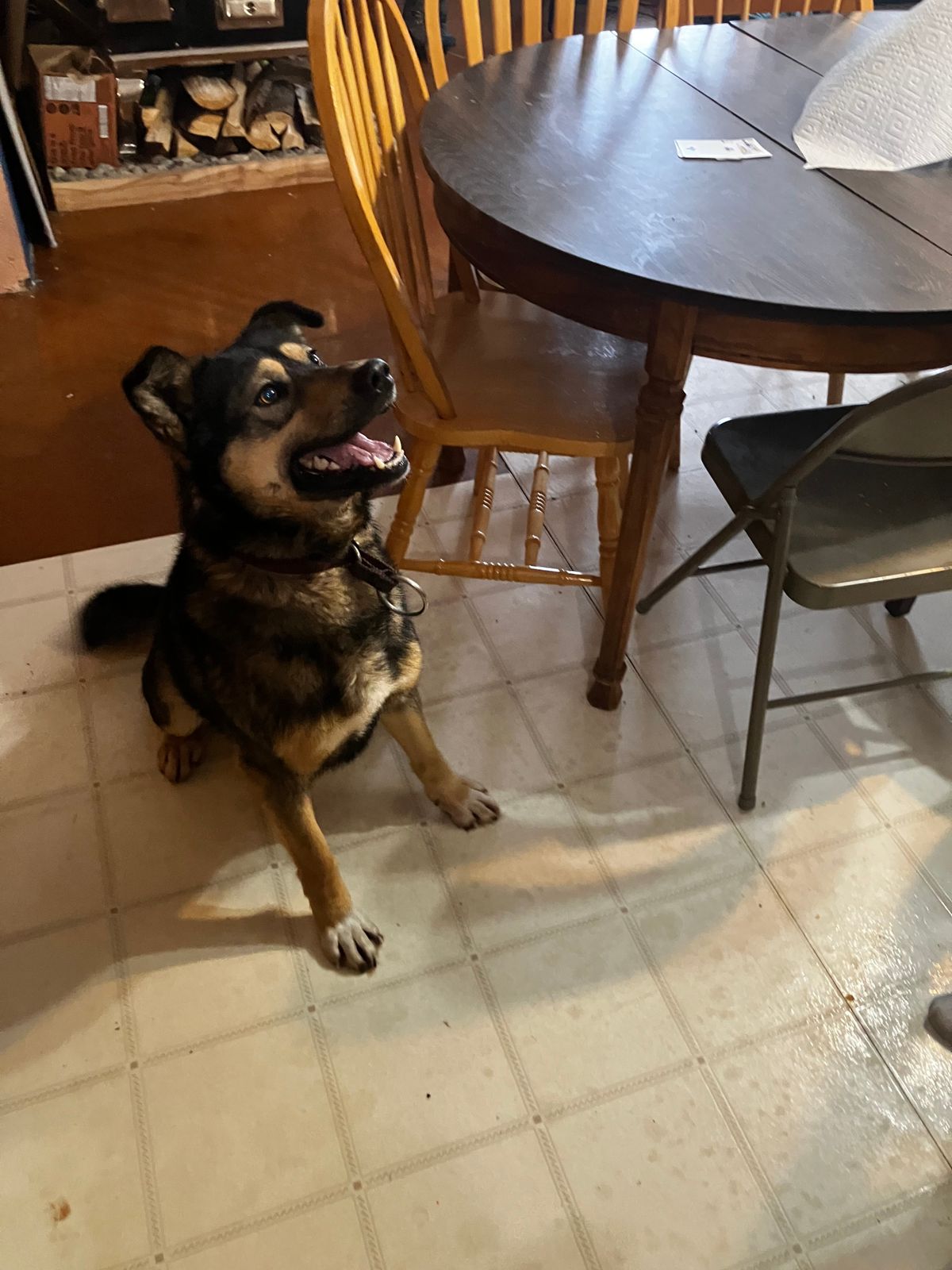 Energetic German Shepherd Mix, 3 Years, Sutton - photo 1 of 10