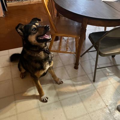 Energetic German Shepherd Mix, 3 Years, Sutton