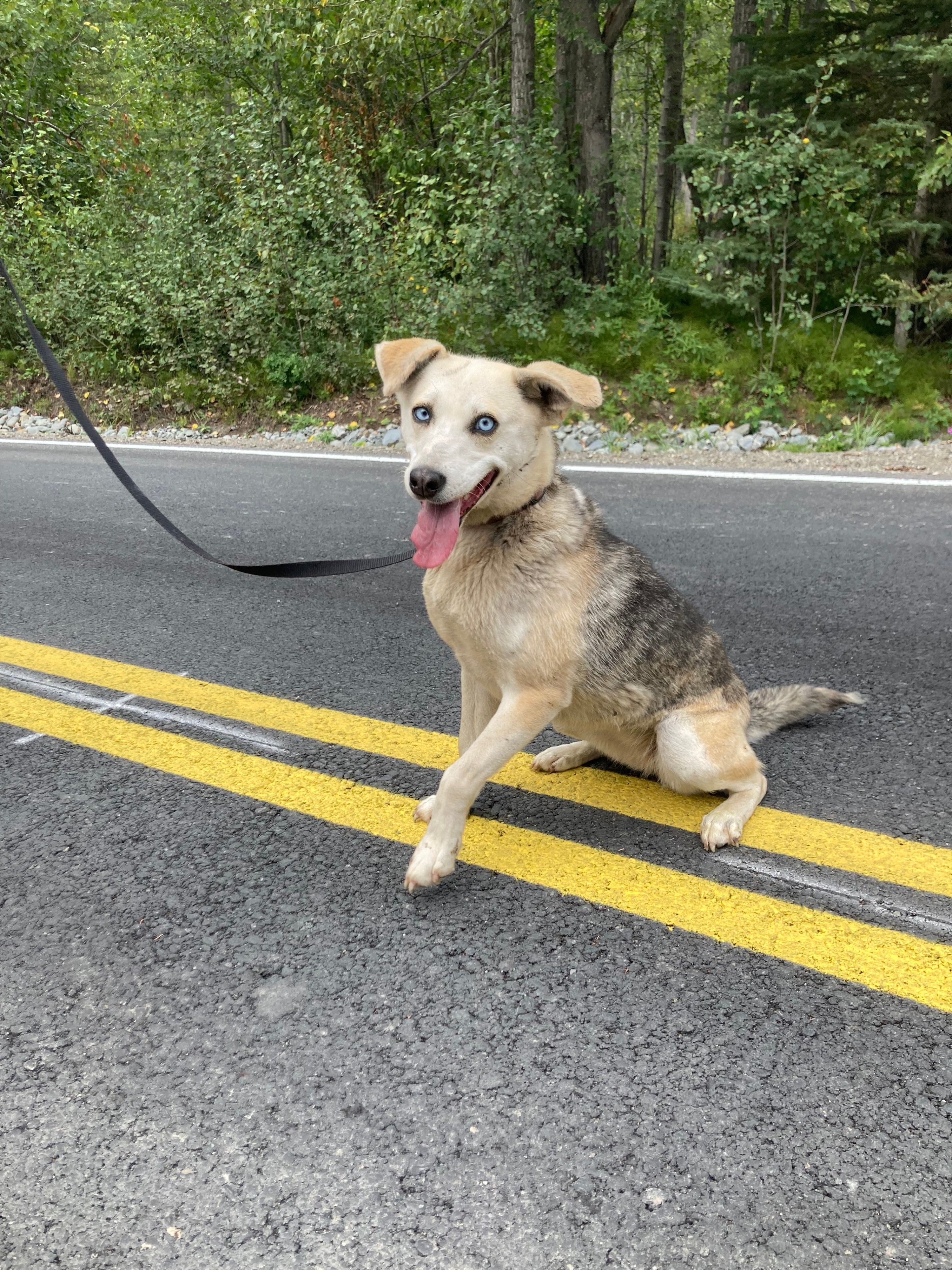 Joppa: Whippet/Mackenzie Husky Mix, House Trained