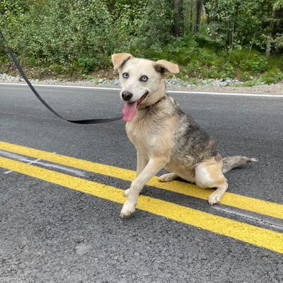 Joppa: Whippet/Mackenzie Husky Mix, House Trained