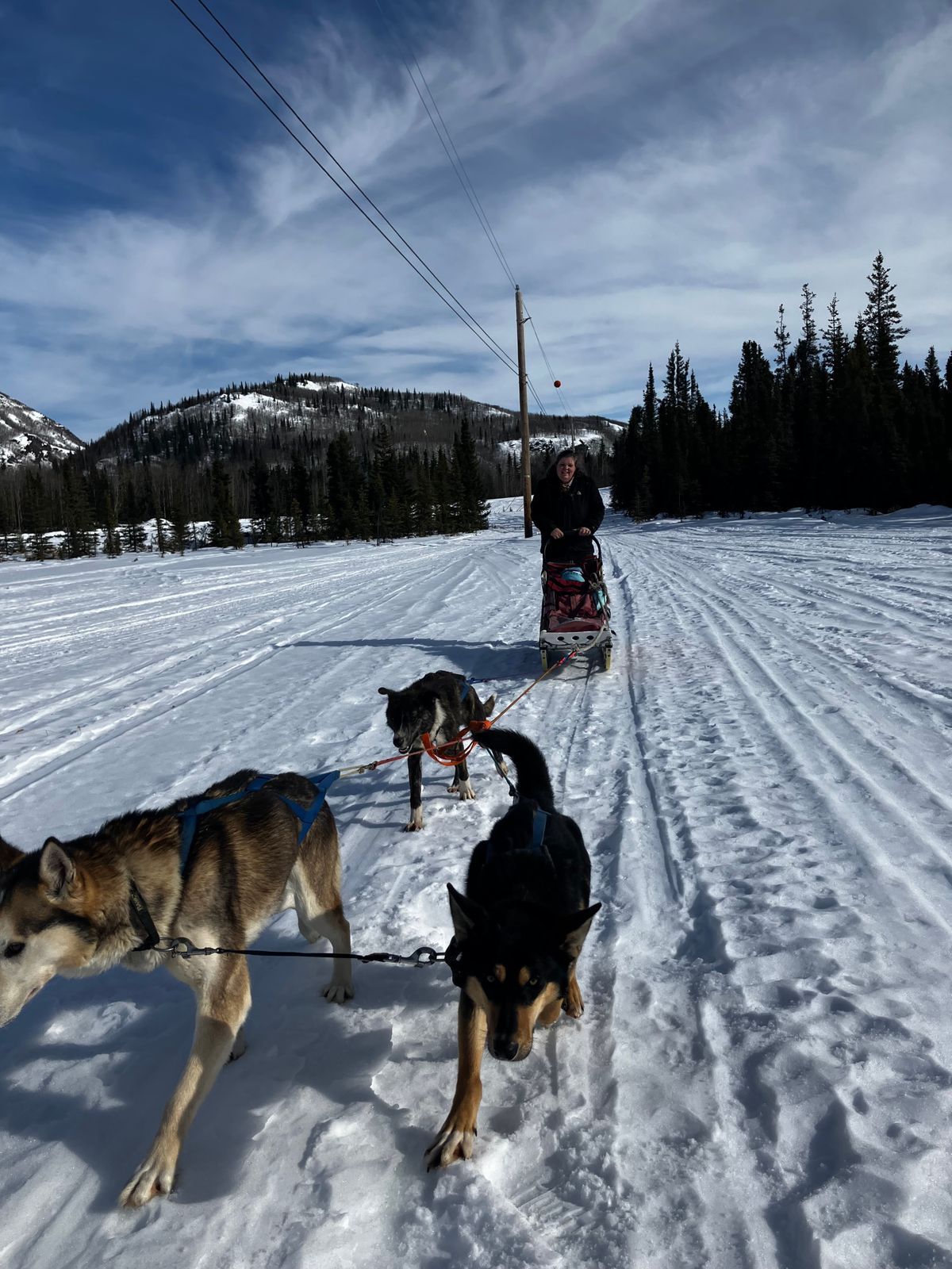 Sled Dog Team & Gear, Mackenzie River Line - photo 1 of 6